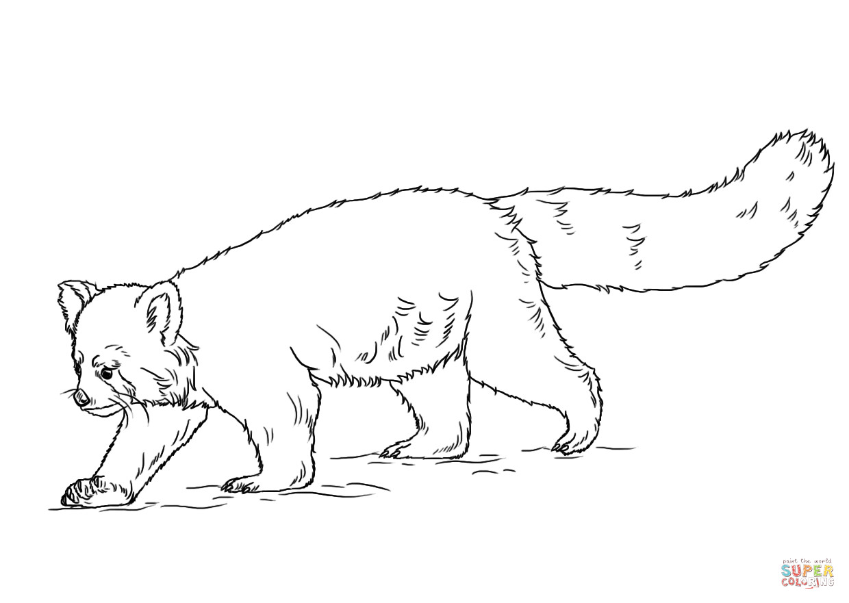 Red Panda Coloring Pages
 Red Panda coloring page