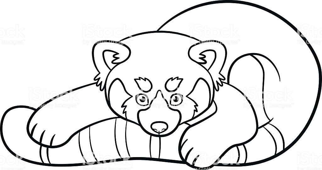 Red Panda Coloring Pages
 Coloring Pages Little Cute Red Panda Stock Vector Art