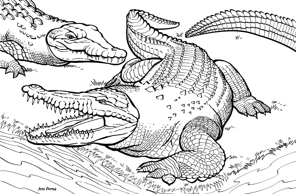 Reptile Coloring Pages
 Reptile Free Coloring Pages