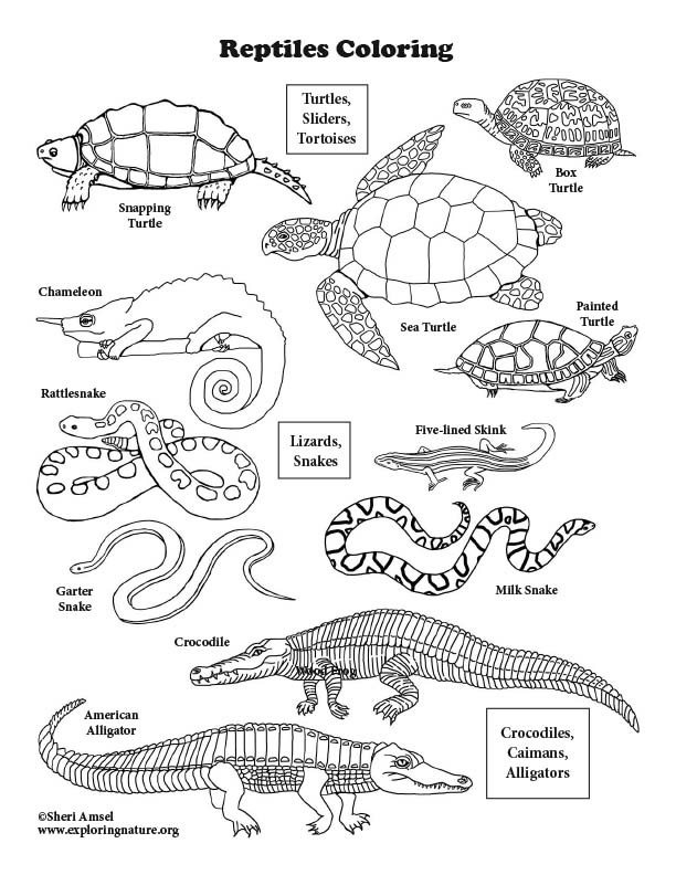 Reptile Coloring Pages
 Reptiles Coloring Book Coloring Pages