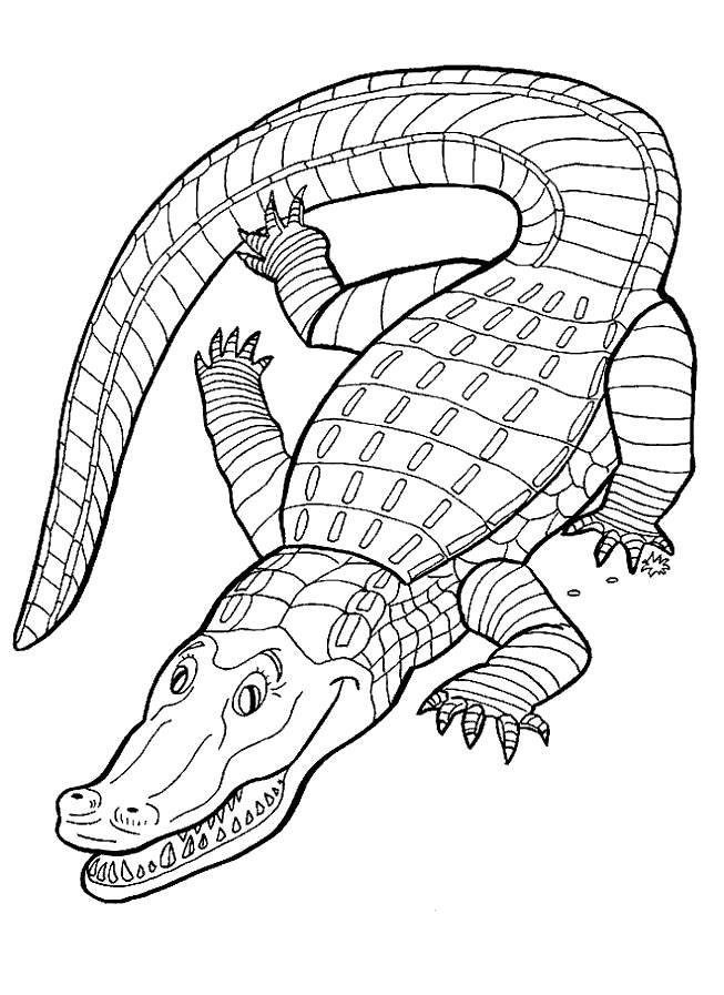 Reptile Coloring Pages
 Reptile Coloring Pages For Kids Coloring Home