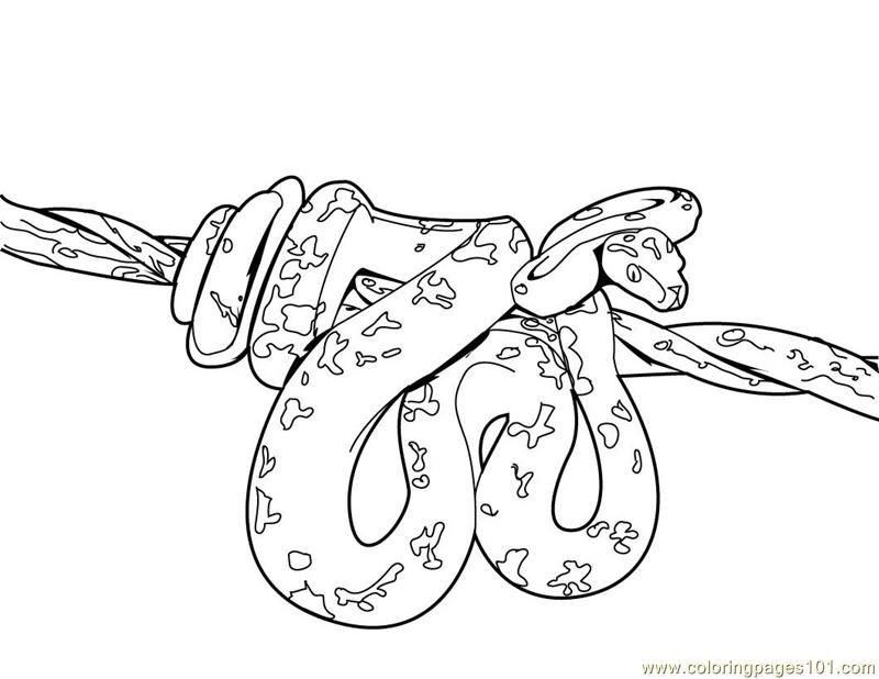 Reptile Coloring Pages
 Reptile Coloring Pages For Kids Coloring Home