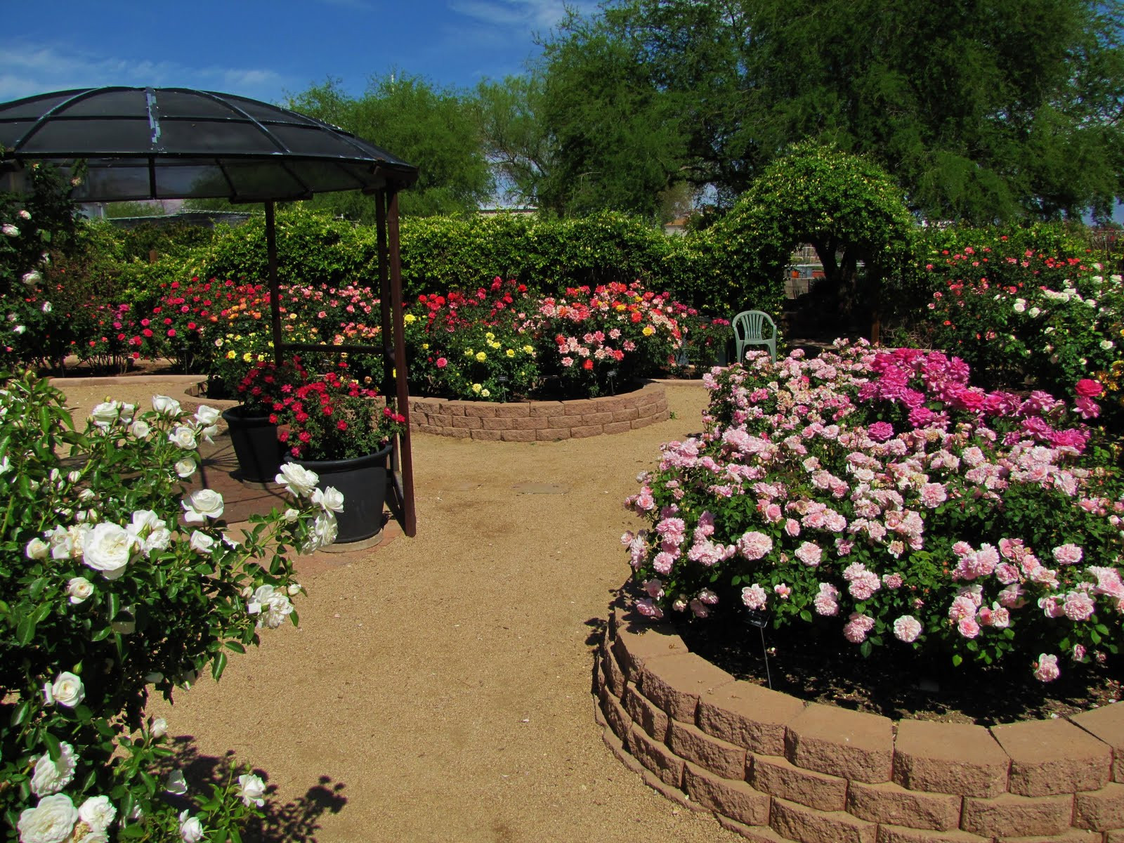 Best ideas about Roses Garden Ideas
. Save or Pin Las Aventuras A Rose Garden in Tucson Now.