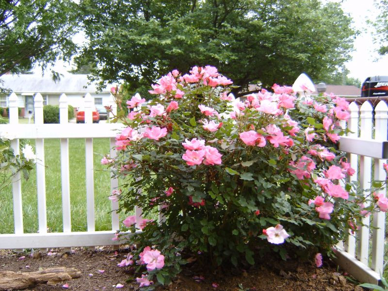 Best ideas about Roses Garden Ideas
. Save or Pin Small garden design with roses – Wilson Rose Garden Now.