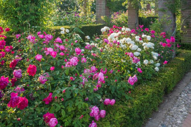 Best ideas about Roses Garden Ideas
. Save or Pin Rose Garden Design on Pinterest Now.