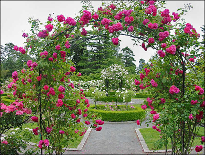 Best ideas about Roses Garden Ideas
. Save or Pin Landscaping design with roses – Wilson Rose Garden Now.