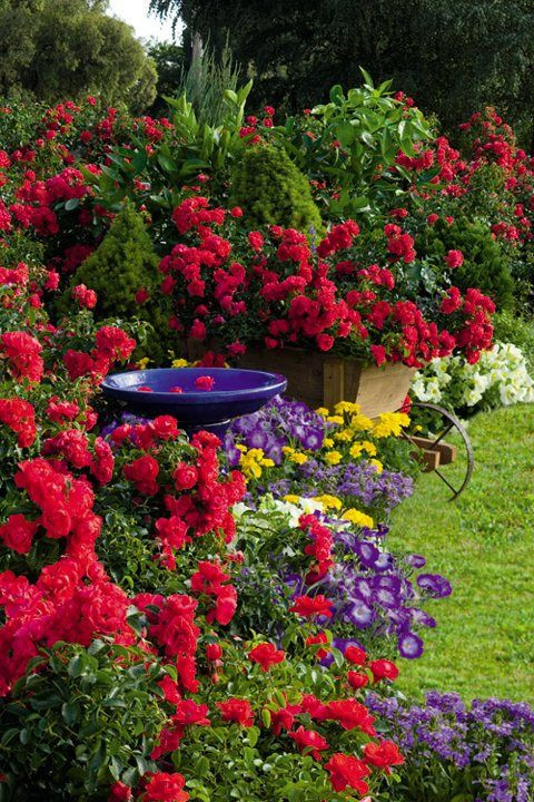 Best ideas about Roses Garden Ideas
. Save or Pin La Belle Jardin Flower Carpet Scarlet rose in cottage garden Now.