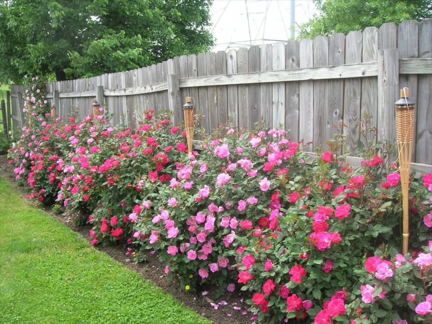 Best ideas about Roses Garden Ideas
. Save or Pin Knock Out Roses Now.