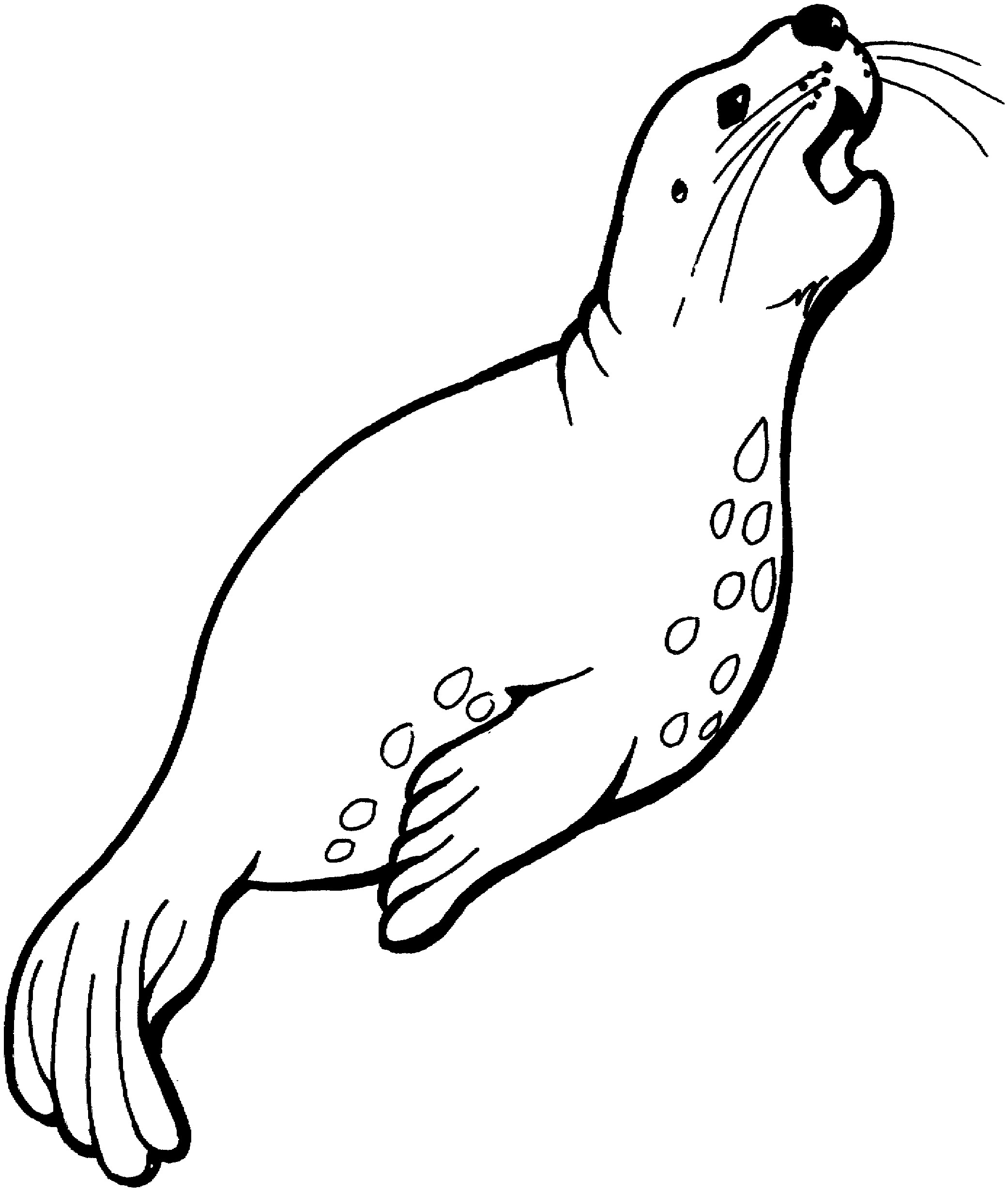 Seals Coloring Pages
 Free Seal Coloring Pages