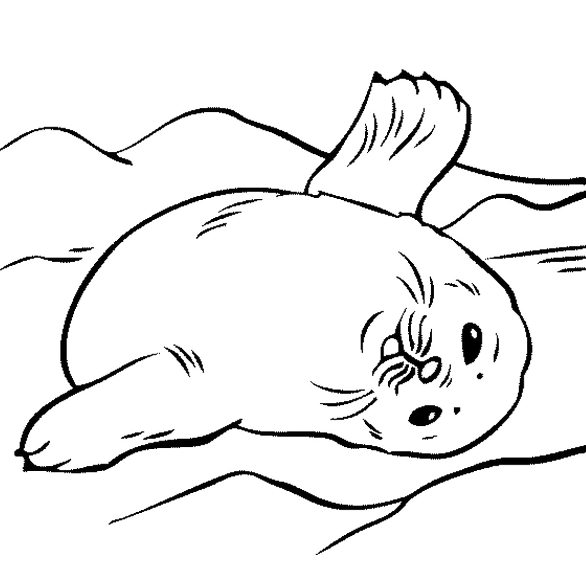 Seals Coloring Pages
 Seal Coloring Pages