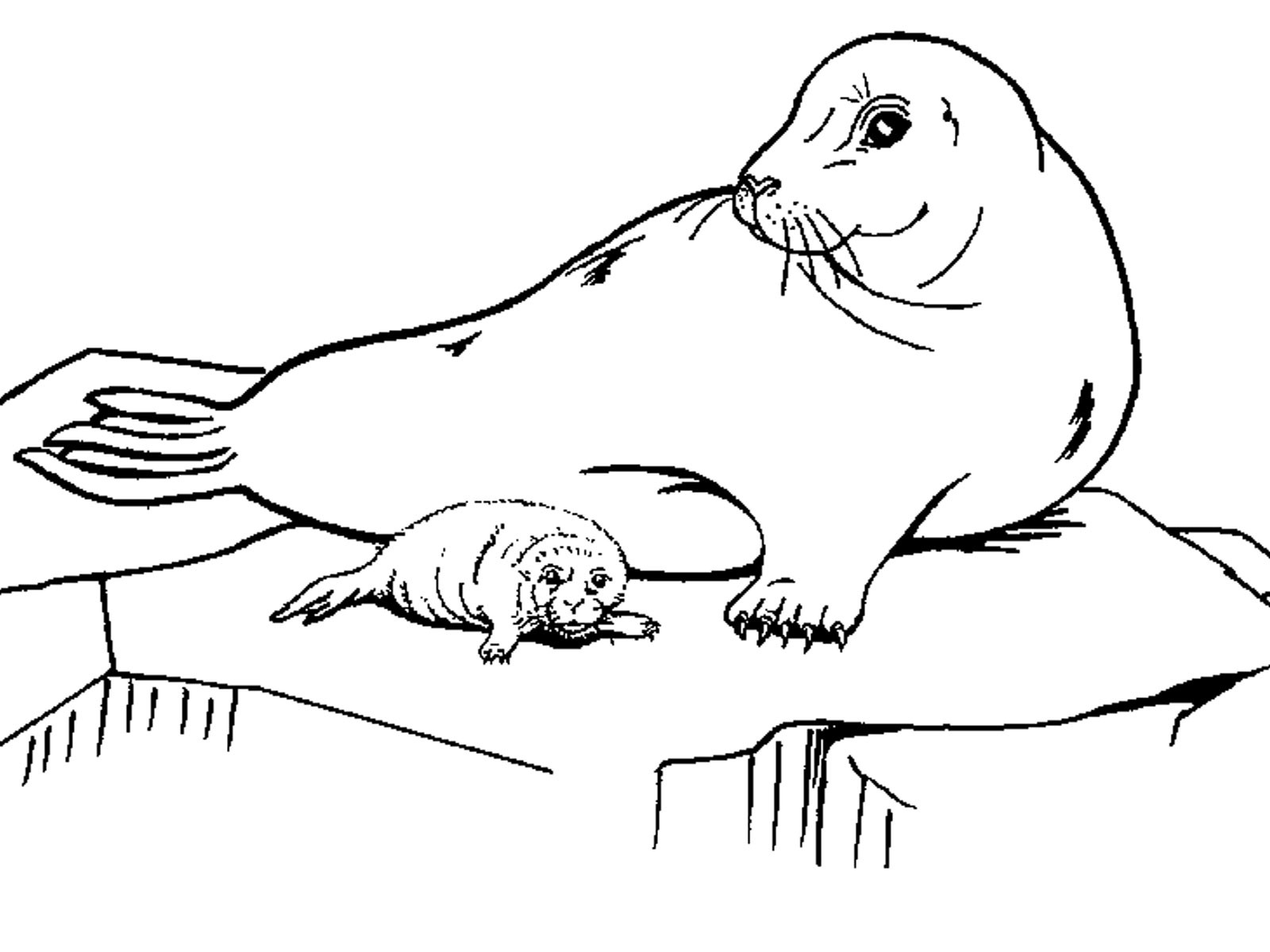 Seals Coloring Pages
 Seal Coloring Pages Printable Page Image Clipart