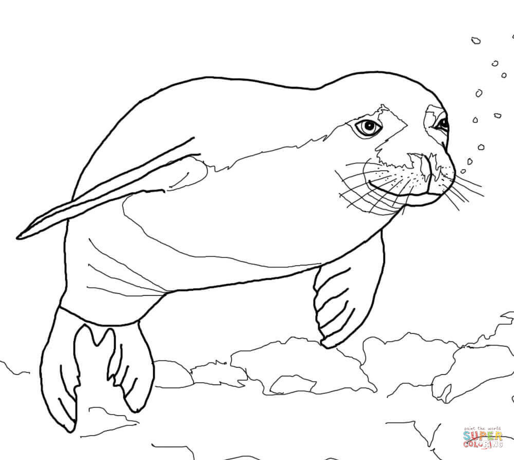Seals Coloring Pages
 Hawaiian Monk Seal coloring page
