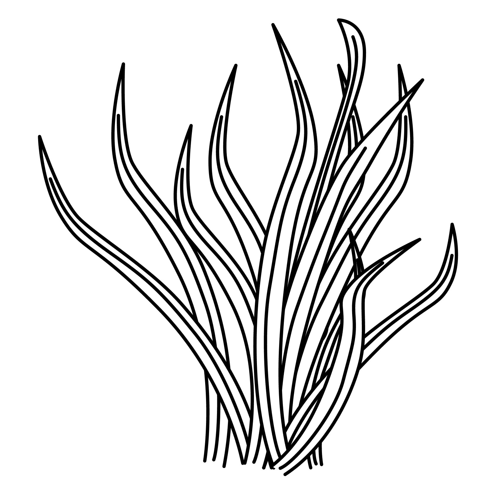Seaweed Coloring Pages
 Sea Grass clipart ocean plant Pencil and in color sea