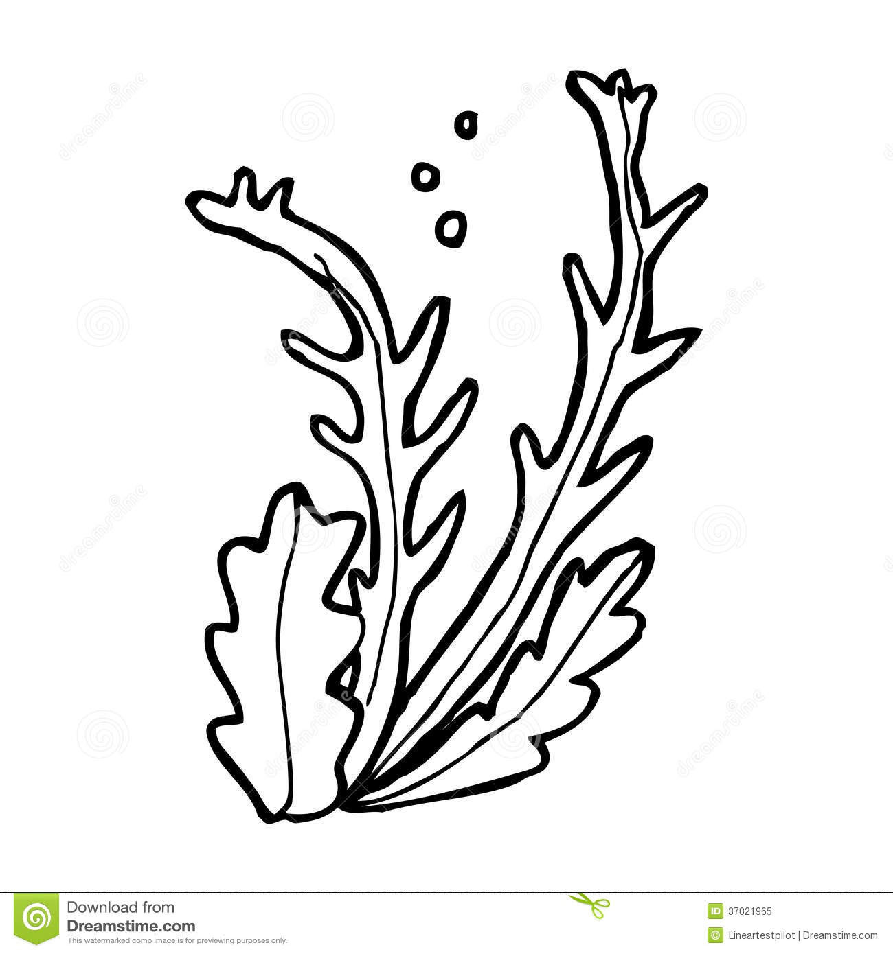 Seaweed Coloring Pages
 Seaweed clipart black and white Pencil and in color