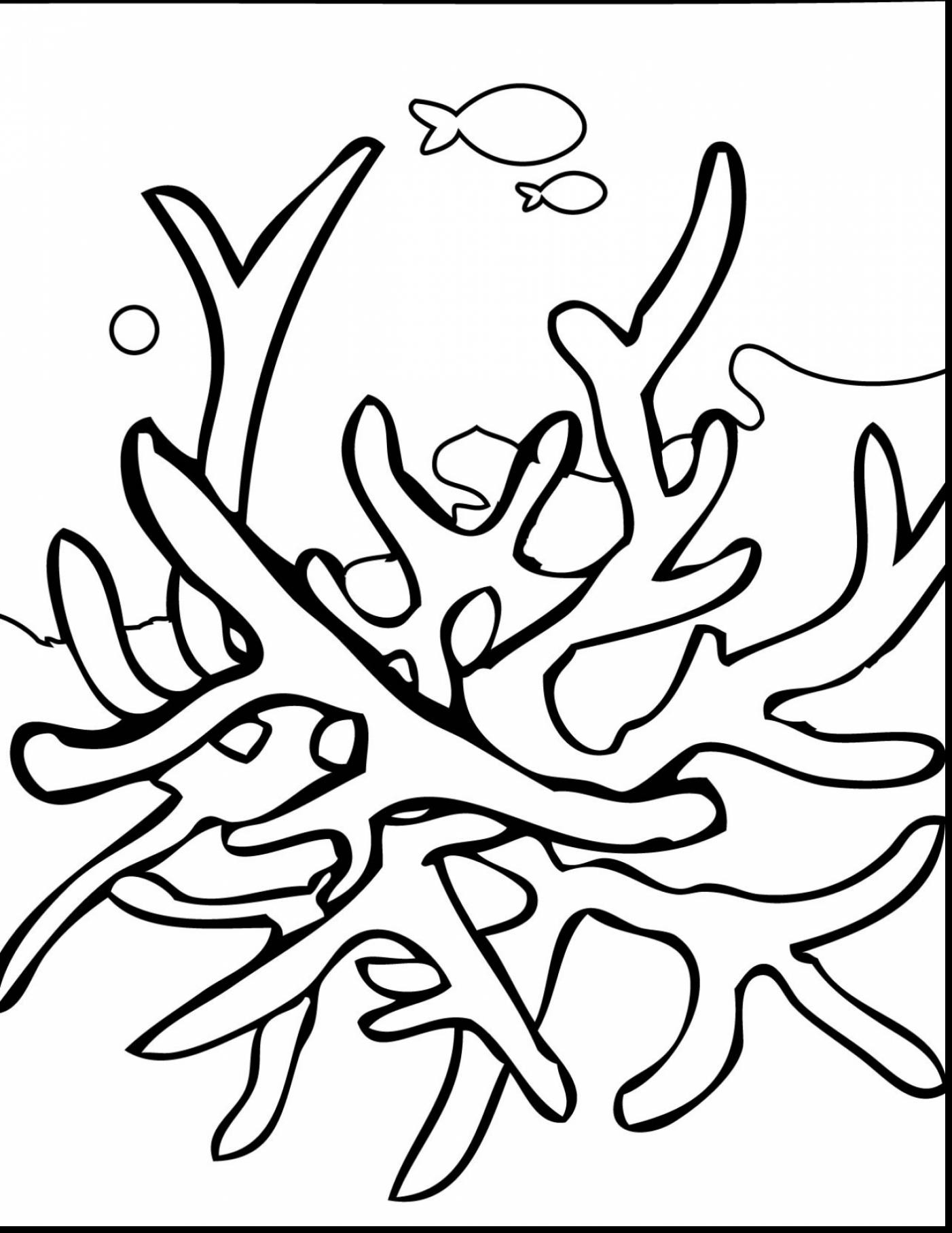 Seaweed Coloring Pages
 Seaweed Coloring Pages ClipArt Best