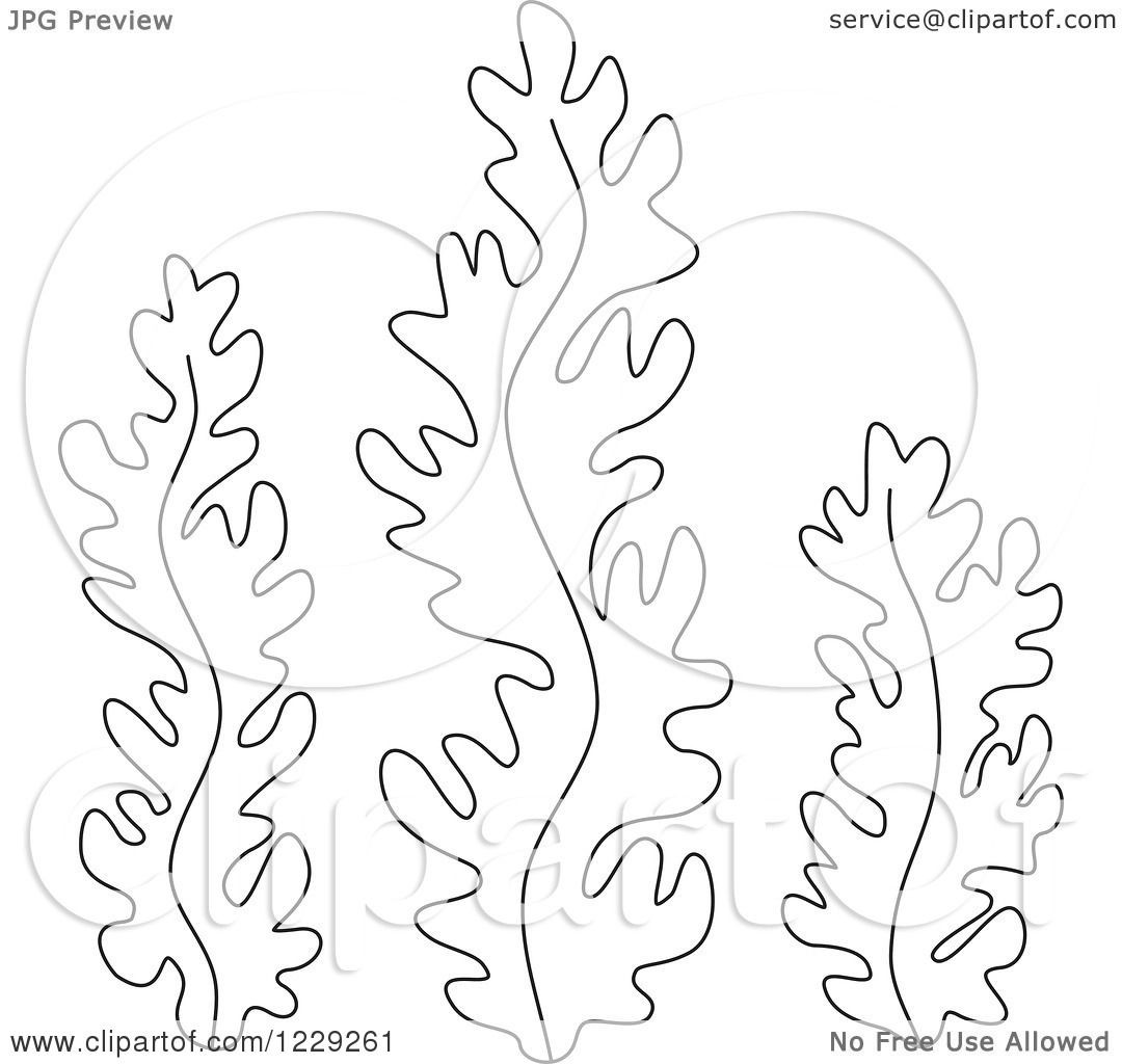 Seaweed Coloring Pages
 Clipart of Outlined Seaweed Royalty Free Vector