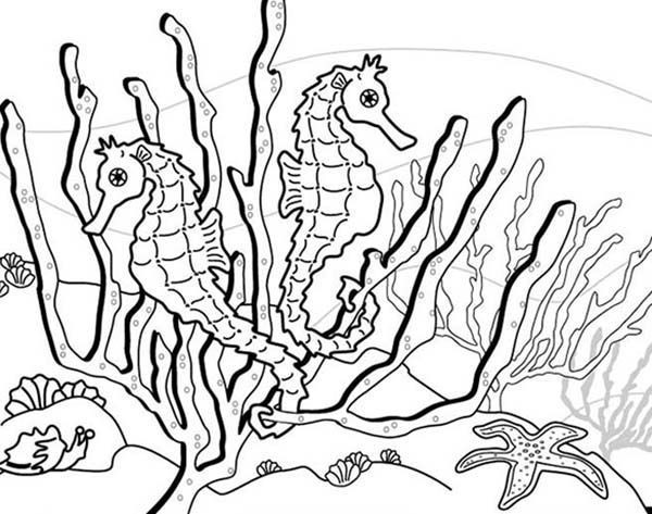 Seaweed Coloring Pages
 Seaweed Coloring Pages To Print Out Cartoon Panda grig3