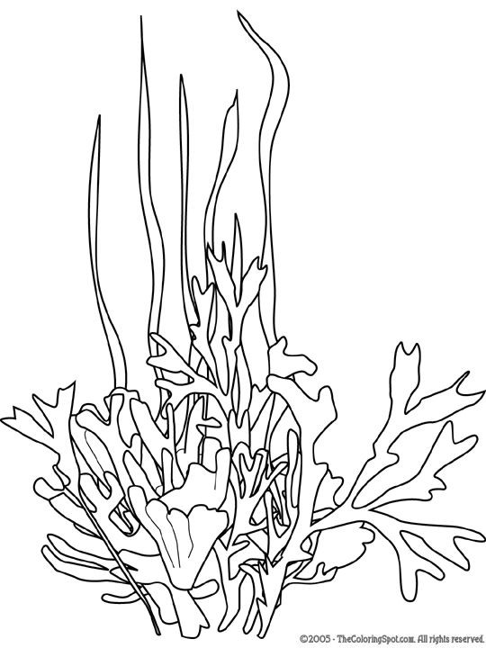 Seaweed Coloring Pages
 seaweed Google Search