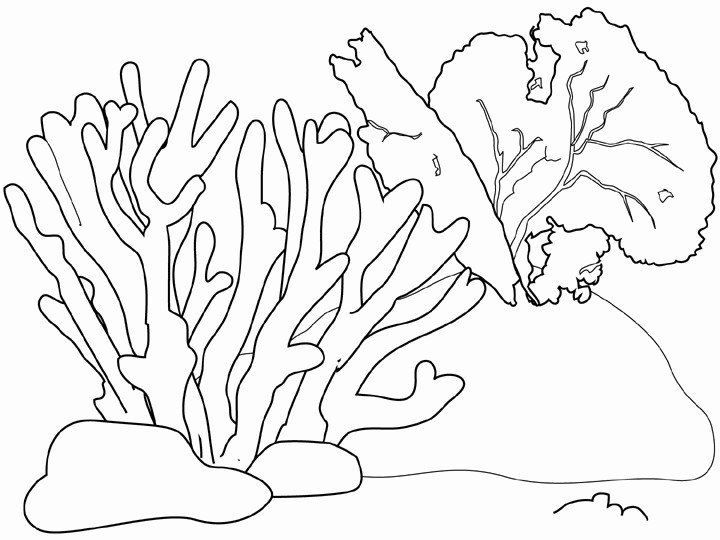 Seaweed Coloring Pages
 Free Printable Seaweed For Coloring
