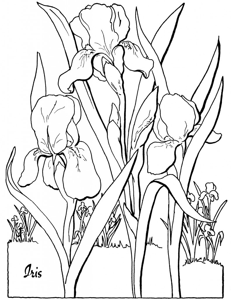 Sexy Coloring Pages
 7 Floral Adult Coloring Pages The Graphics Fairy