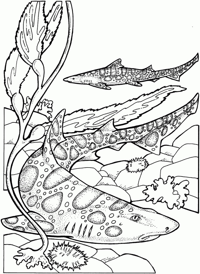 Best ideas about Shark Coloring Pages For Adults
. Save or Pin Get This Tiger Shark Coloring Pages Now.