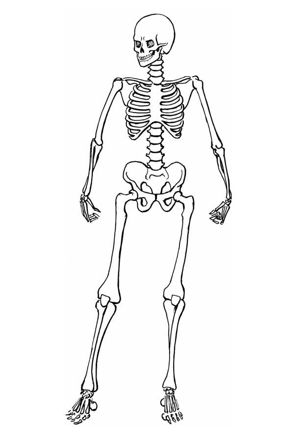 Skeloton Coloring Pages
 Free Printable Skeleton Coloring Pages For Kids