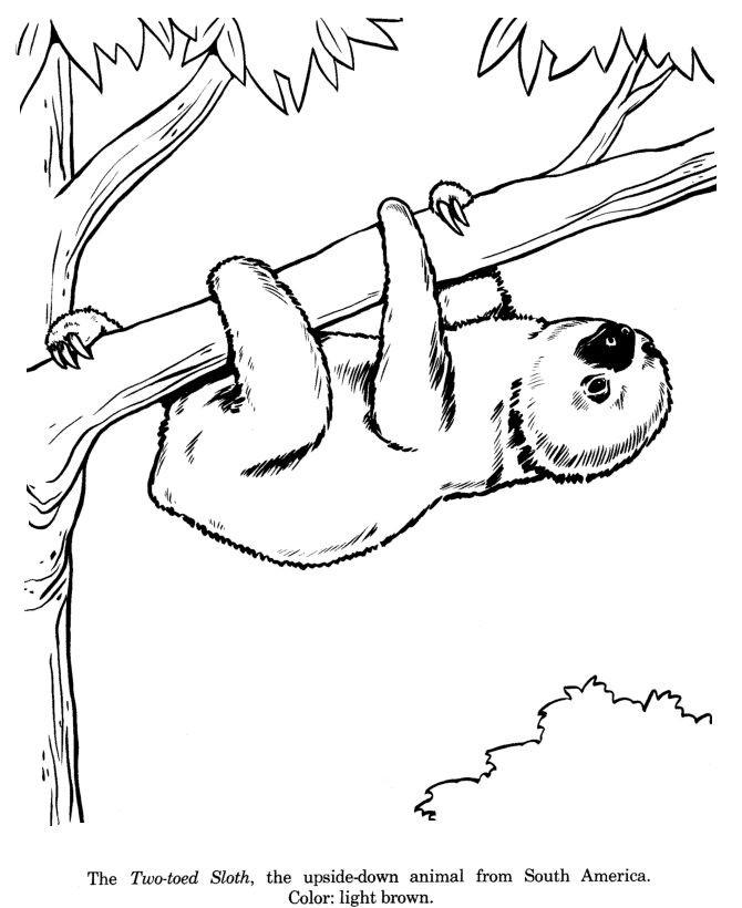 Sloth Coloring Sheets For Boys
 49 best images about Drawing sloths on Pinterest
