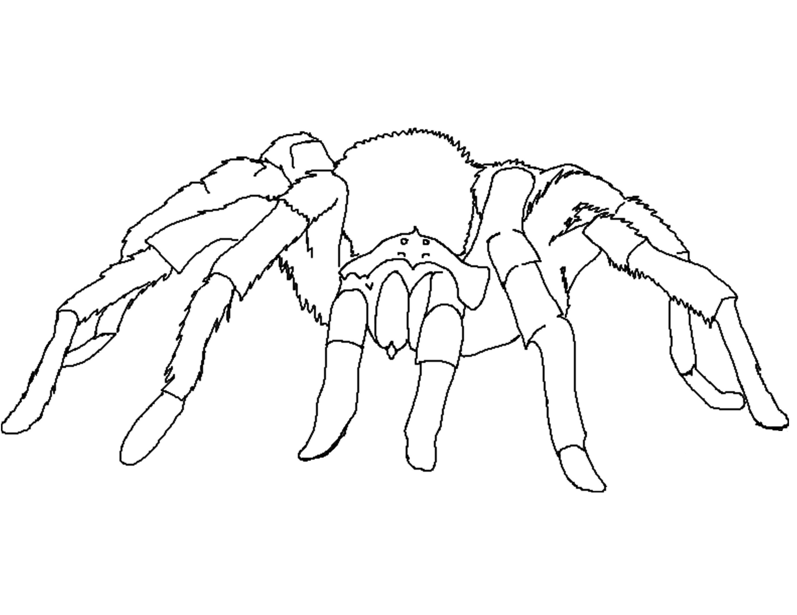 Spider Coloring Pages For Kids
 Free Printable Spider Coloring Pages For Kids
