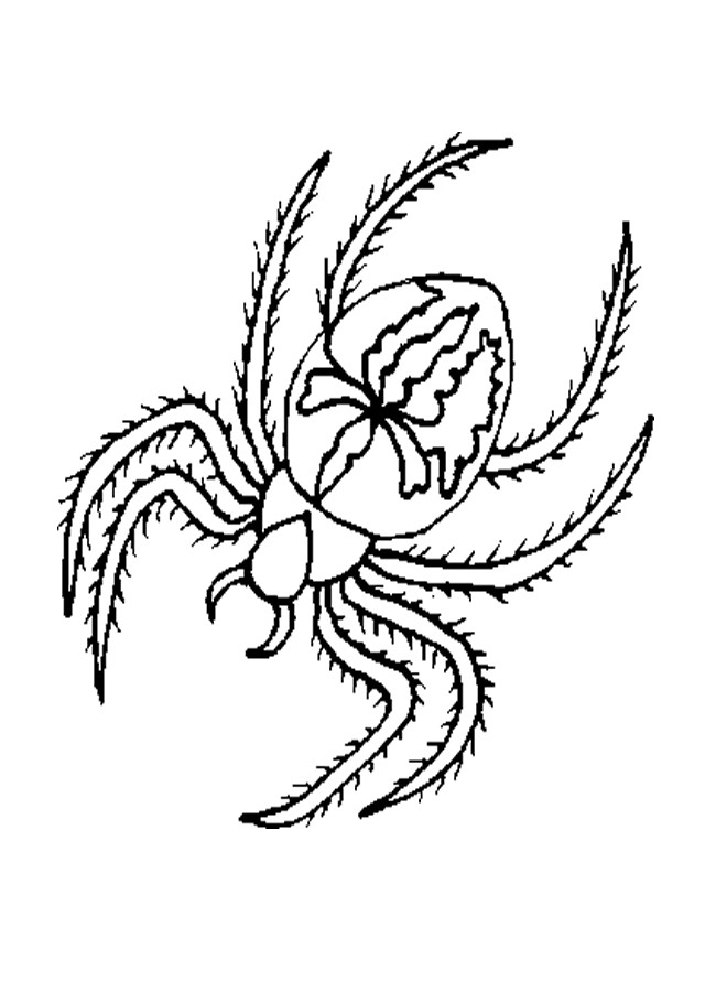 Spider Coloring Pages For Kids
 Free Printable Spider Coloring Pages For Kids