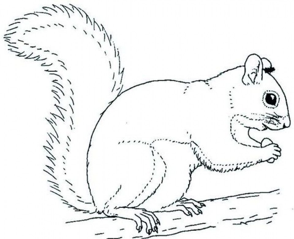 Squirrel Coloring Sheets For Kids
 Get This line Squirrel Coloring Pages for Kids sz5em