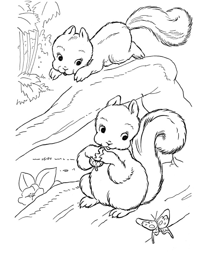Squirrel Coloring Sheets For Kids
 Free Printable Squirrel Coloring Pages For Kids