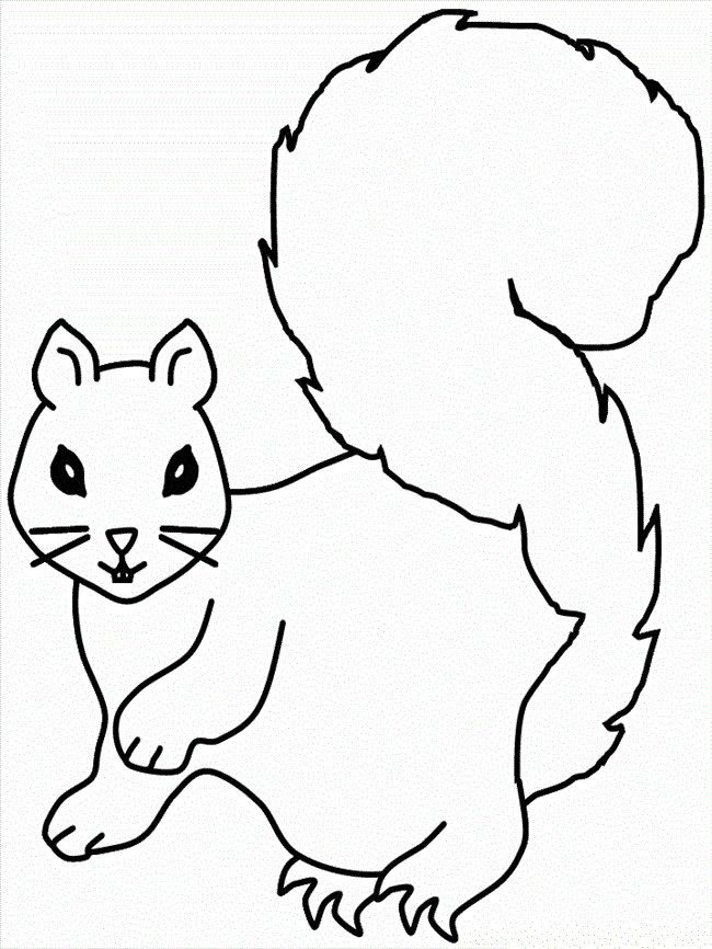 Squirrel Coloring Sheets For Kids
 Free Printable Squirrel Coloring Pages For Kids