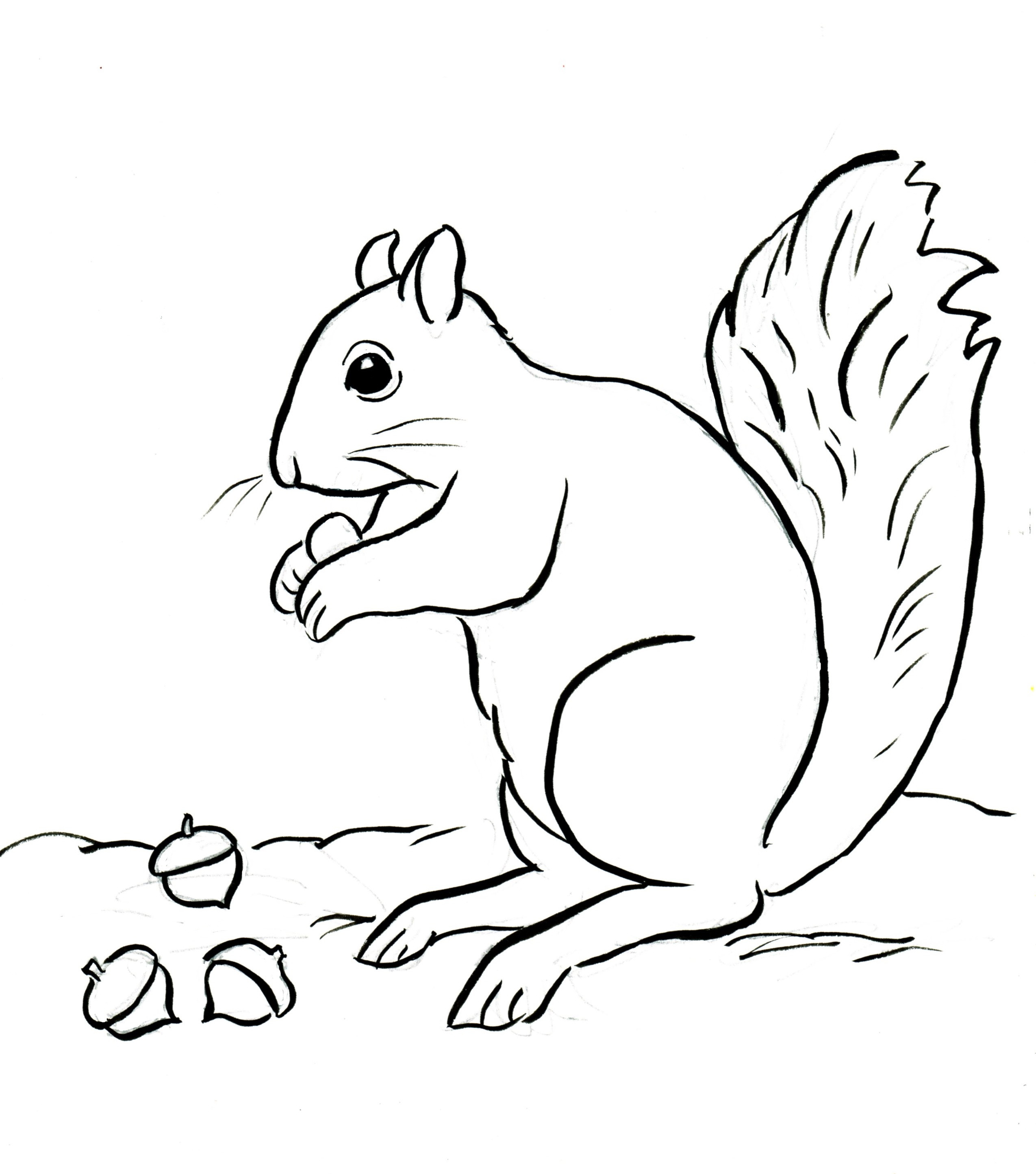 Squirrel Coloring Sheets For Kids
 Squirrel Coloring Page Samantha Bell