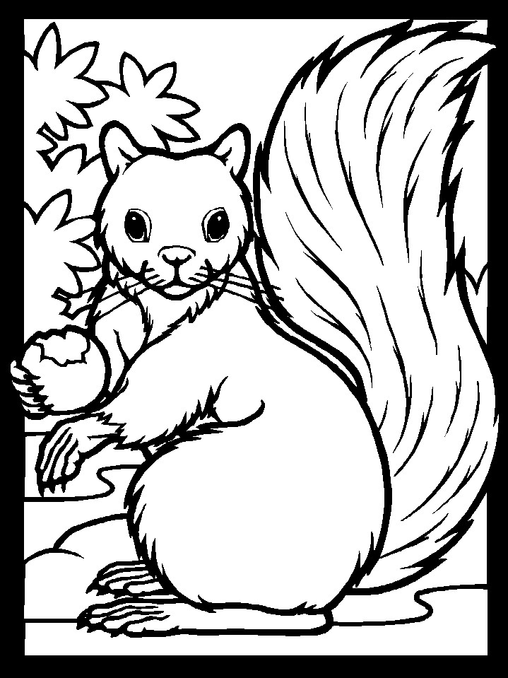 Squirrel Coloring Sheets For Kids
 Squirrels Coloring Pages