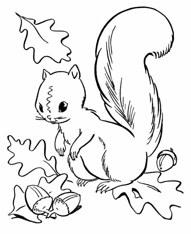 Squirrel Coloring Sheets For Kids
 Squirrel Coloring Page Preschool Coloring Home
