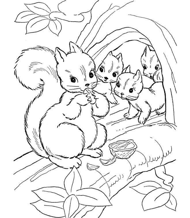 Squirrel Coloring Sheets For Kids
 Squirrel Pattern Printable Coloring Home