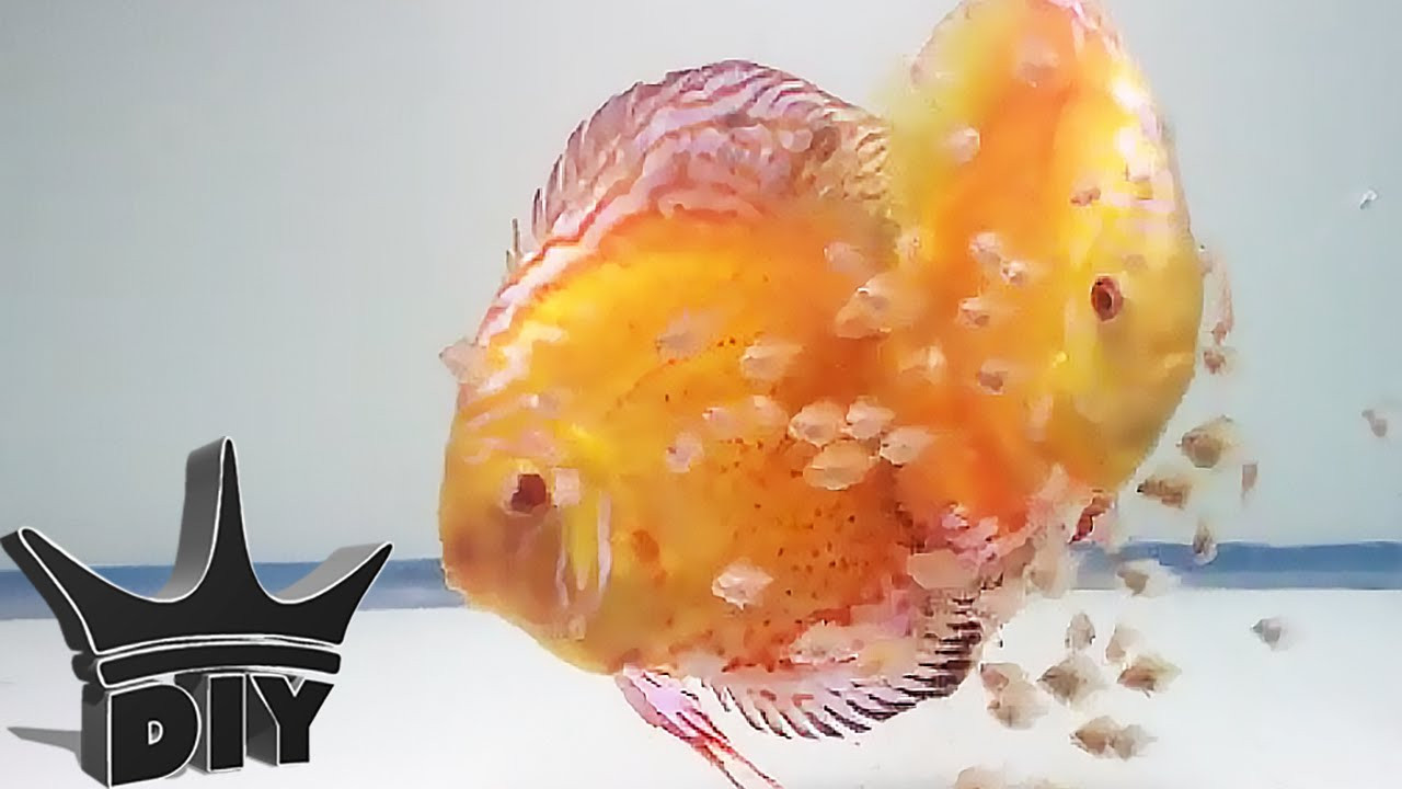 The King Of DIY
 HOW TO Breed Discus fish
