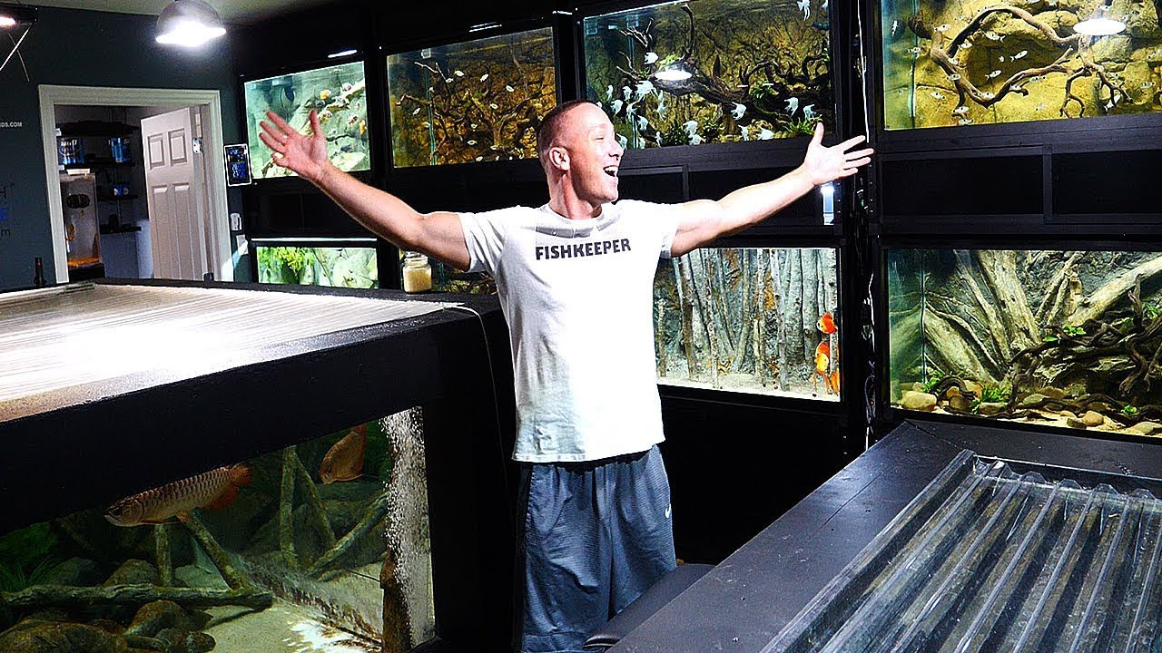 The King Of DIY
 The king of DIY FISH ROOM TOUR