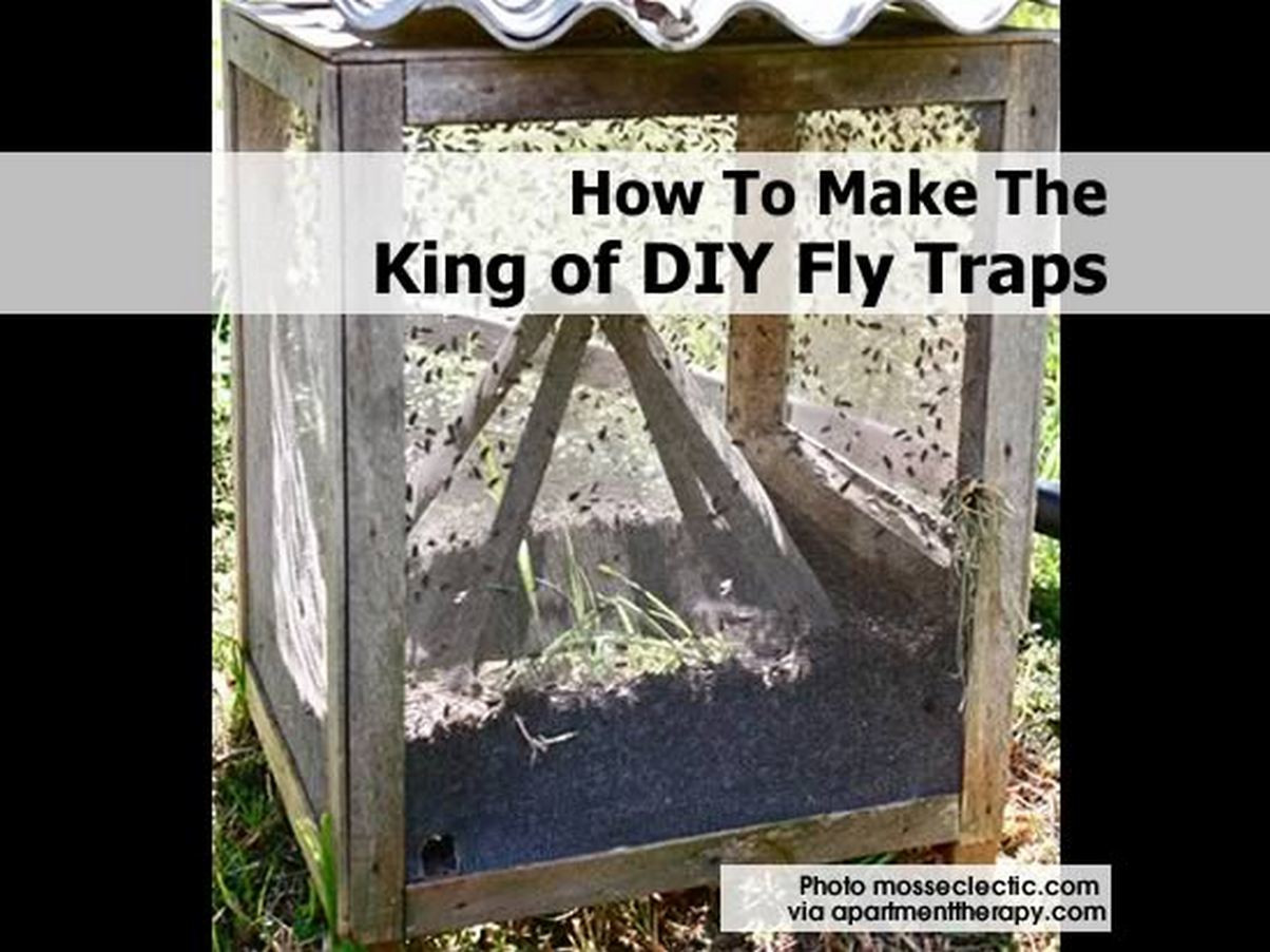 The King Of DIY
 How To Make The King of DIY Fly Traps