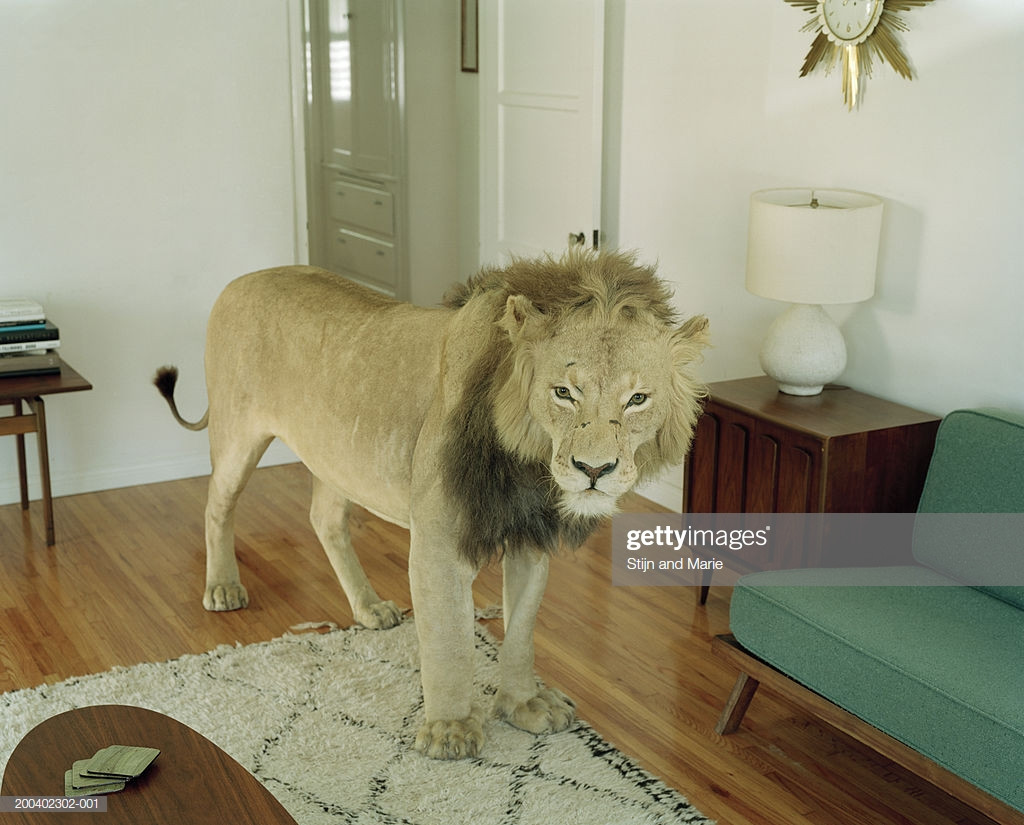 Best ideas about The Lion In The Living Room
. Save or Pin Lion In Middle Living Room Stock Now.