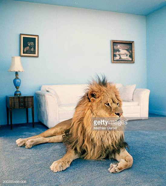 Best ideas about The Lion In The Living Room
. Save or Pin Tame Stock s and Now.