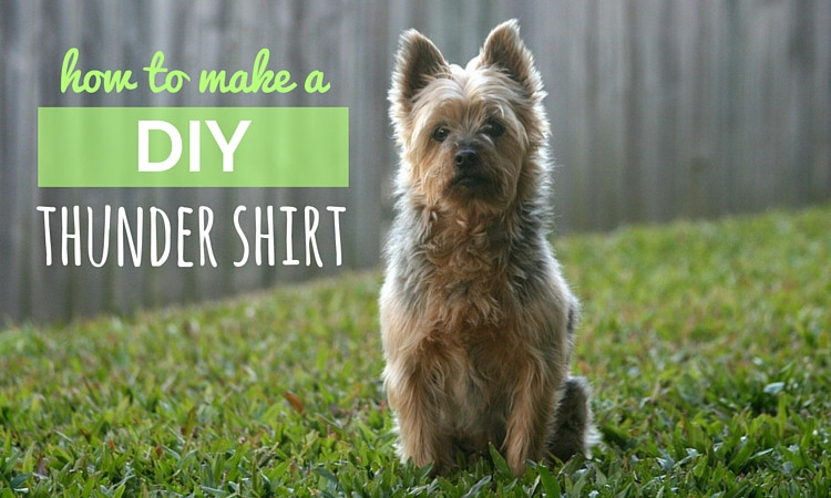 Thundershirt For Dogs DIY
 DIY Thundershirt How to Make Your Own Canine Anxiety Wrap