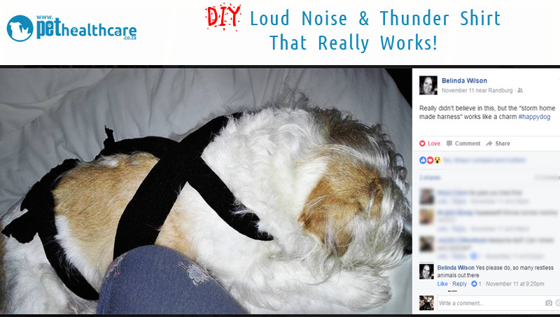 Thundershirt For Dogs DIY
 DIY Thunder Strap That Really Works for Stressed Dogs