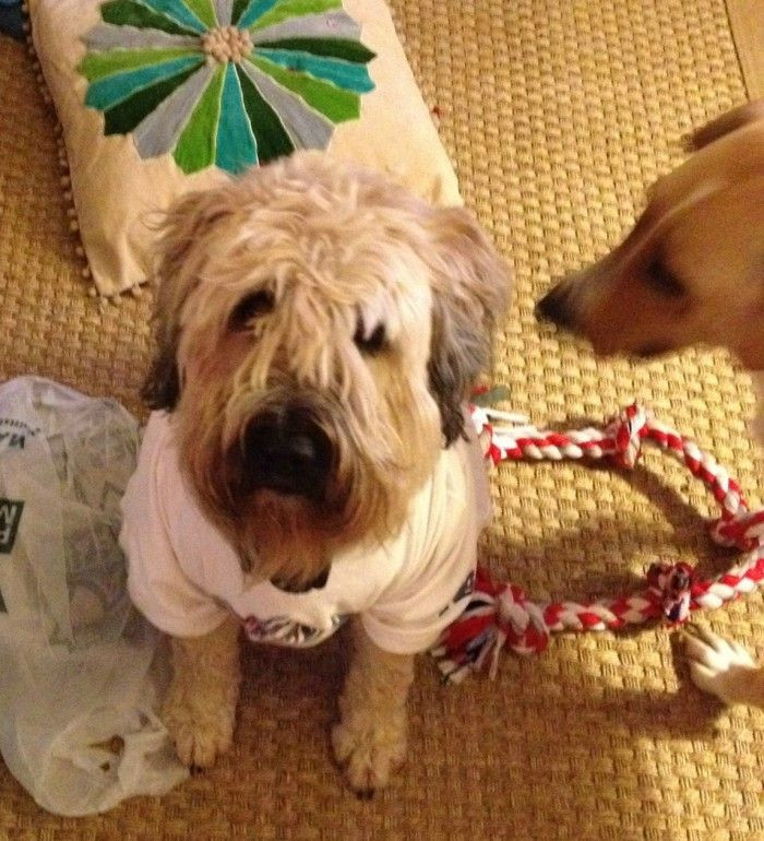 Thundershirt For Dogs DIY
 DIY Thundershirt for your dog