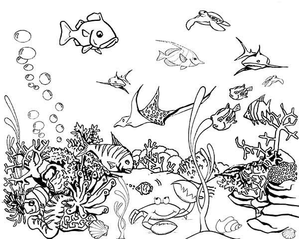 Tropical Coloring Book Pages
 Tropical Fish Coloring Pages – Color Bros