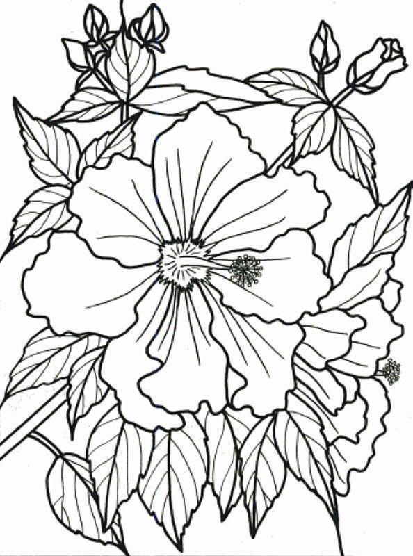 Tropical Coloring Book Pages
 Tropical Flower Coloring Pages To Print – Color Bros