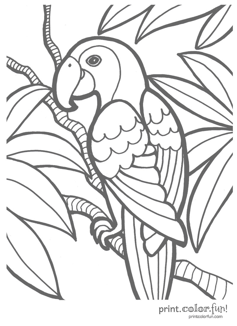 Tropical Coloring Book Pages
 Tropical parrot coloring page Print Color Fun