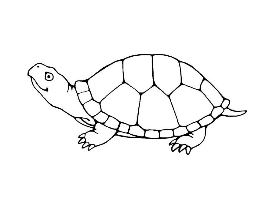Turtle Coloring Book
 Free Printable Turtle Coloring Pages For Kids