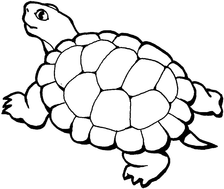 Turtle Coloring Book
 Free Printable Turtle Coloring Pages For Kids