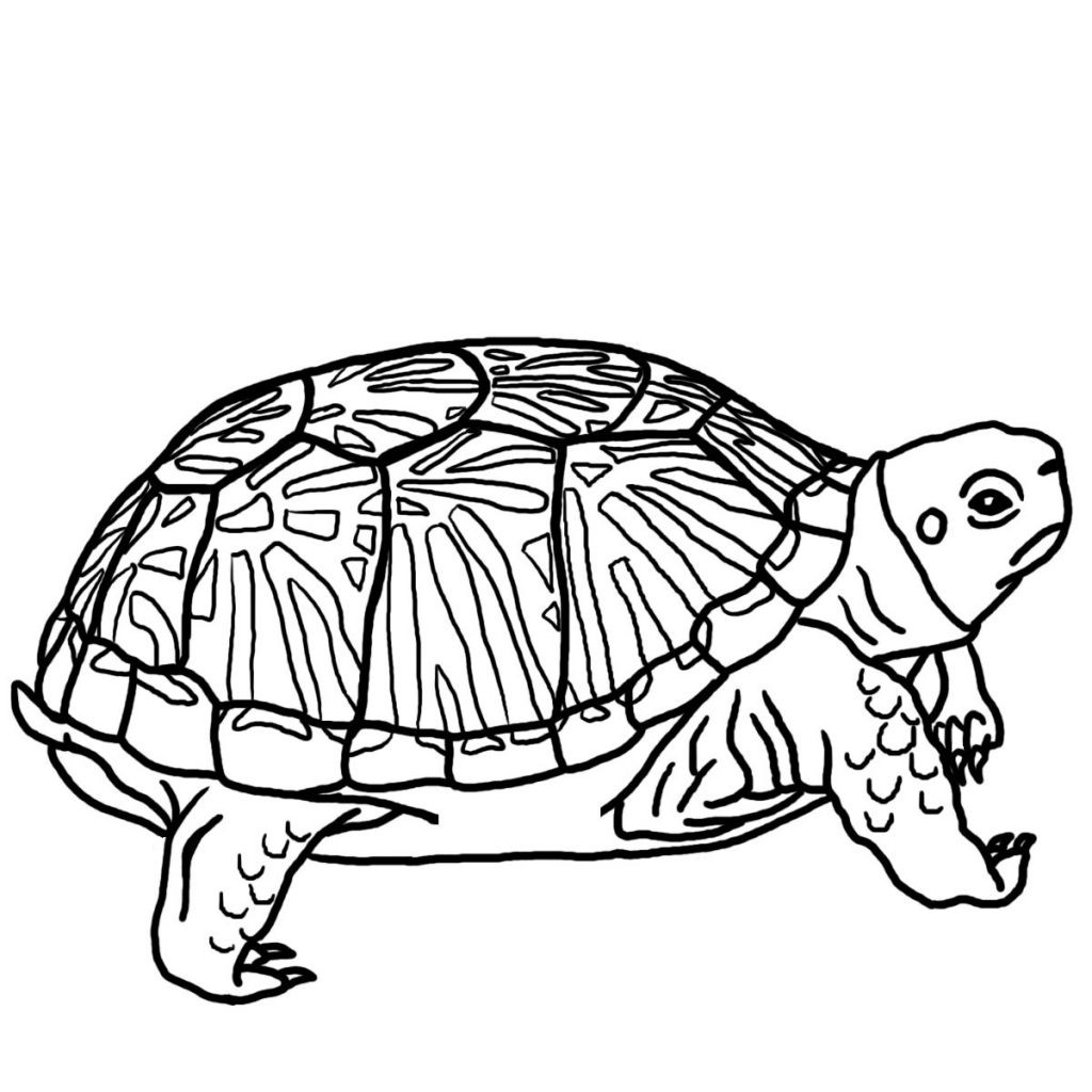 Turtle Coloring Books
 Free Printable Turtle Coloring Pages For Kids